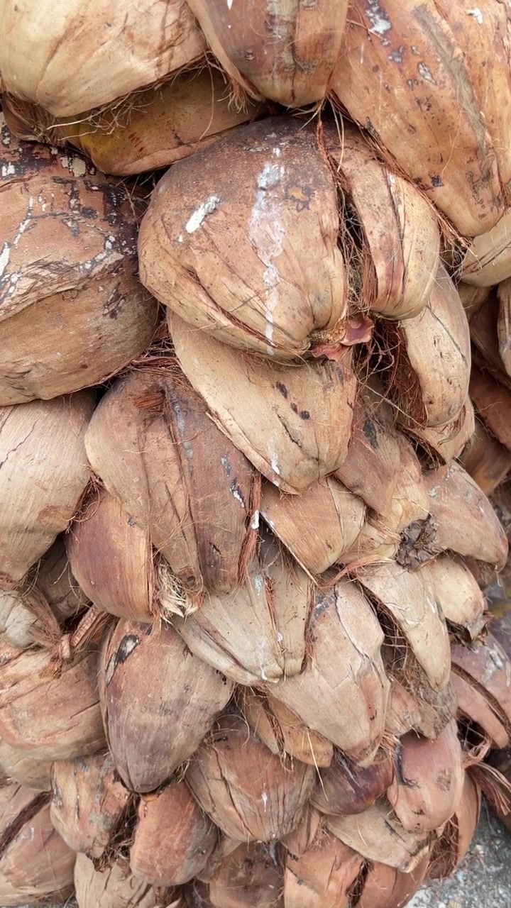 Close-up of Stacked Brown Coconut Shells