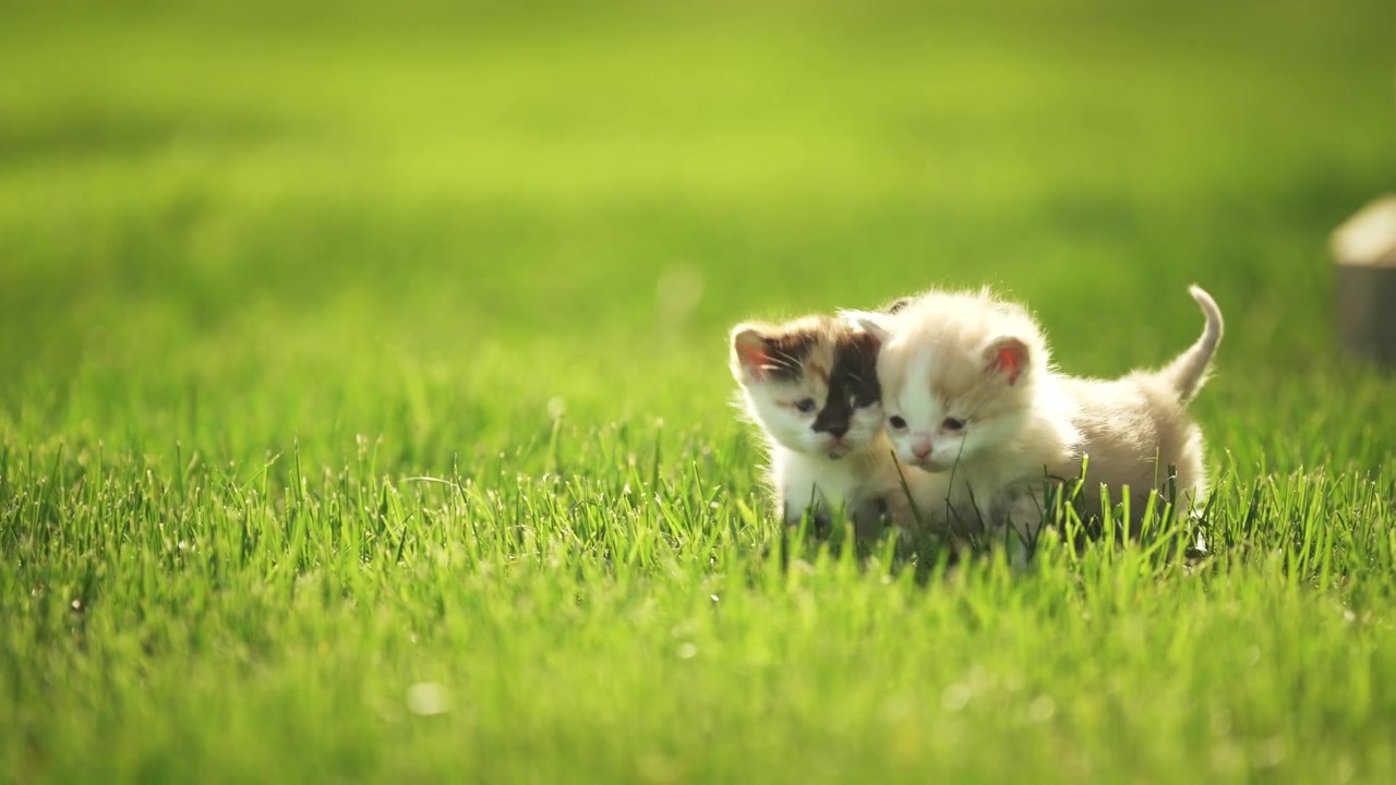 Little kittens climb out of a wooden box