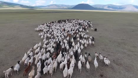 Toma-Aérea-De-Un-Rebaño-De-Ovejas-En-Un-Paisaje-Interminable-De-Mongolia