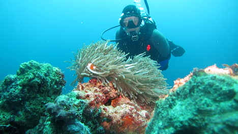 Scuba-diver-observing-colorful-anemone-coral-with-clownfish-in-the-Philippines