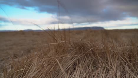 dry grass blown by the wind at the field in an overcast weather