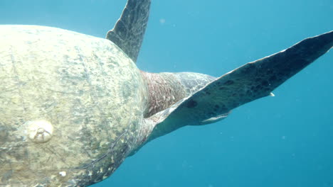 Sich-Bewegendes-Flugzeug-In-Richtung-Schwimmender-Schildkröten,-Wasserkamera