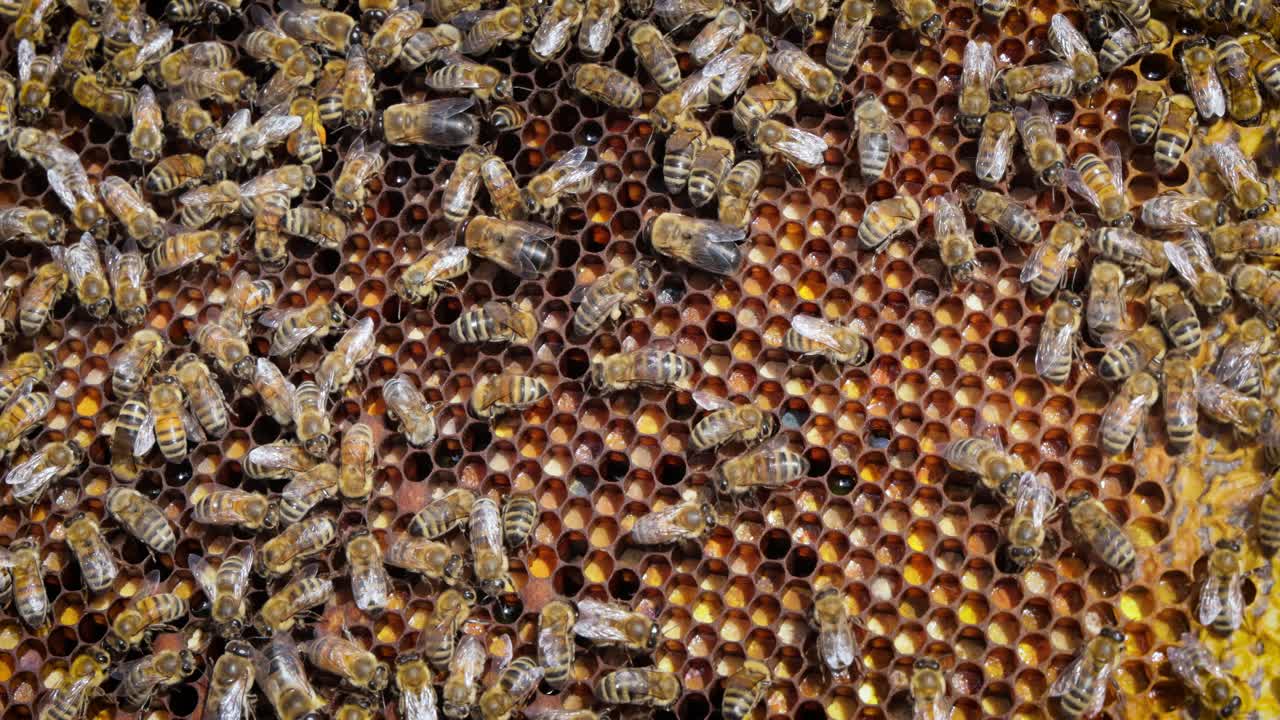 Honey Bees working on honeycomb close-up shot. Bees are best known to humans for their ecological roles as pollinators