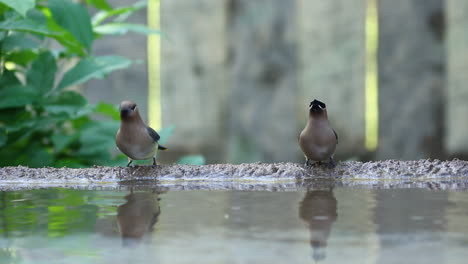 Gruppe-Böhmischer-Seidenschwänze,-Die-Im-Vogelbad-Im-Garten-Baden-Und-Trinken