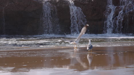 seagull spreading wings and flying away froma puddle of ocean water brought by waves to the beach