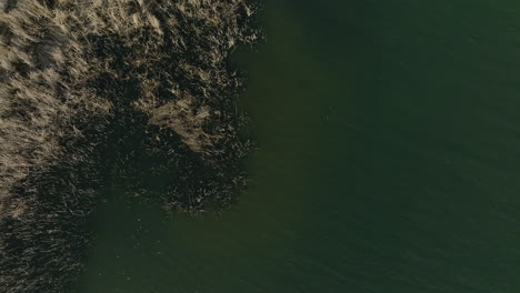 Aerial-transition-from-a-dark,-mysterious-lake-to-a-green,-natural-lakeside