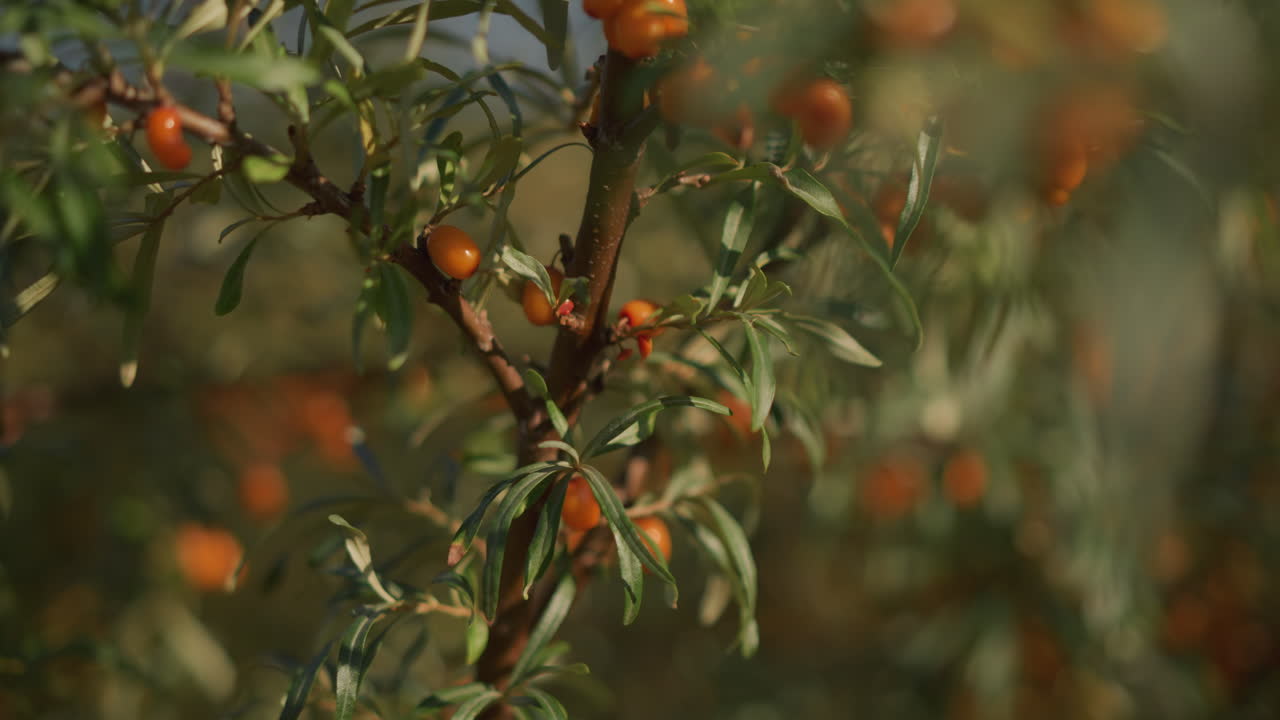 햇살이 비치는 나뭇가지 사이에서 산자나무 열매를 향해 뻗은 백인 손, 활발한 수확 동작과 잘 익은 열매에 대한 빠른 검사, 따뜻한 황금빛 톤과 얕은 심도, 팜 투 테이블 분위기, 병과 레시피