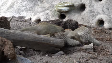 group of banded mongoose mungos mungo crawling around and digging in dirt outside their shelters - handheld