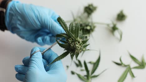 Cannabis Trimming