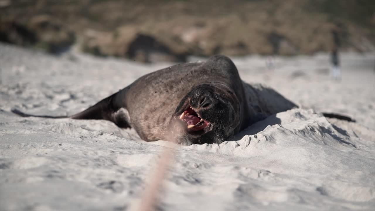 Seals on a sandy beach