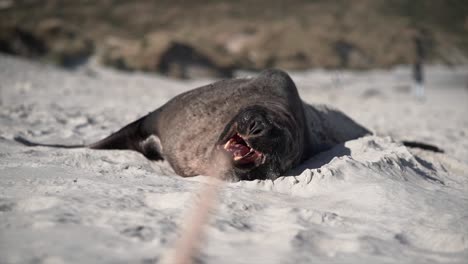 seals on a sandy beach