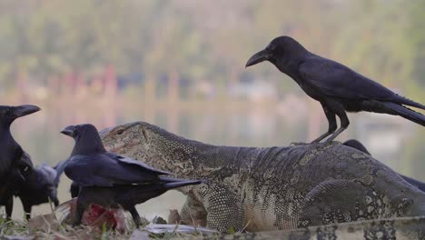 crow on komodo dragon eating a fish