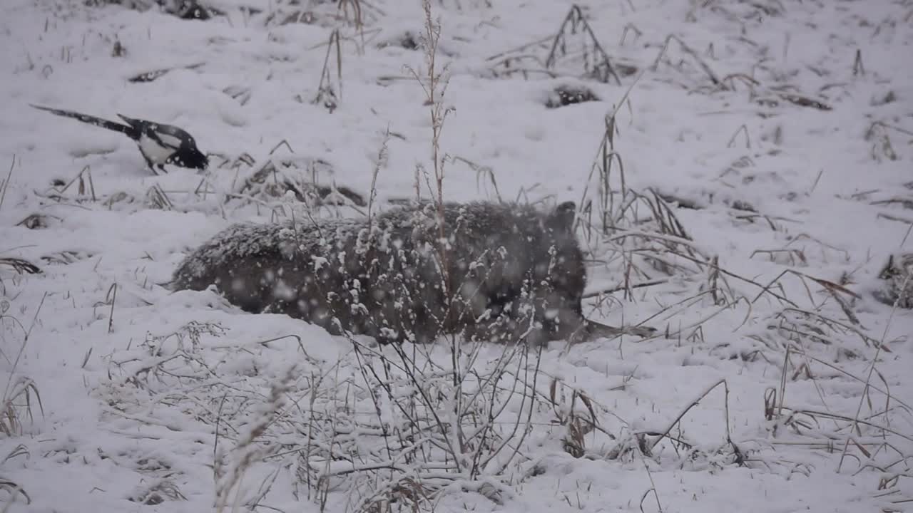 Tundra Wolf showing off her freshly caught mouse in a blizzard