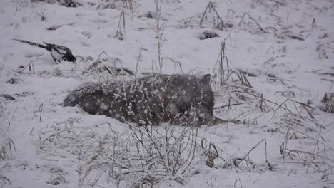 Tundra-Wolf,-Der-Ihre-Frisch-Gefangene-Maus-In-Einem-Schneesturm-Vorführt