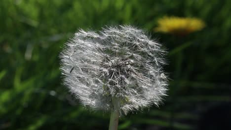 closeup of dandelion seed head. england. uk