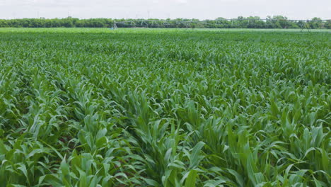 oklahoma corn fields - wind blowing cu to wide aerial