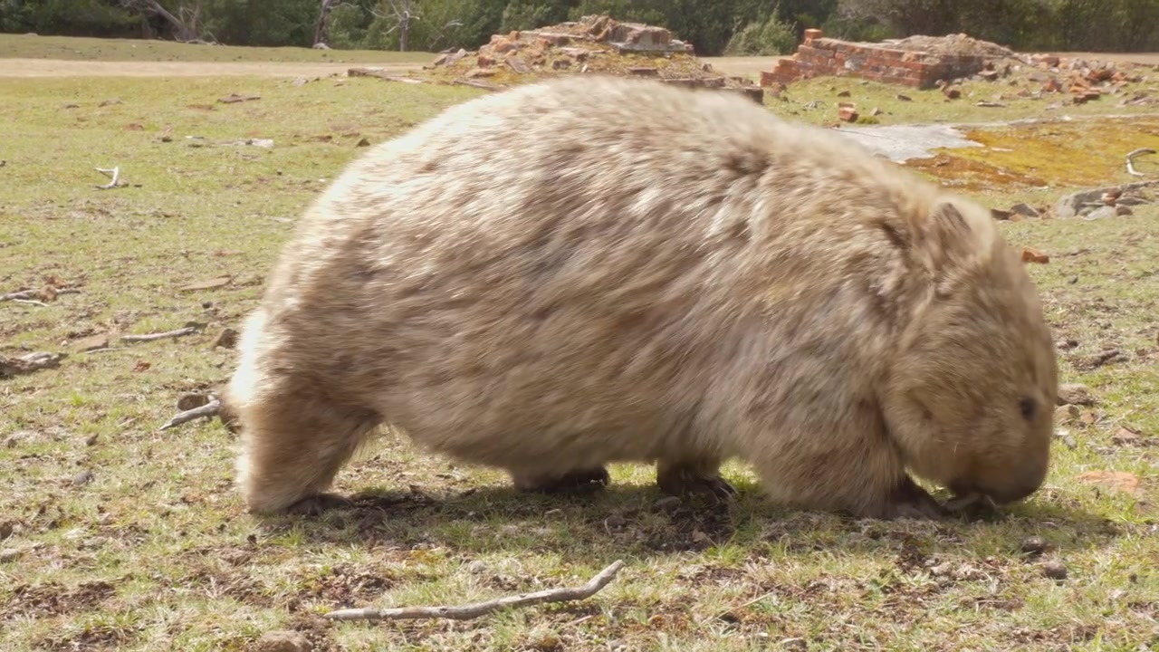 Vombato comune (Vombatus ursinus) Robusto marsupiale nativo dell'Australia. Primo piano