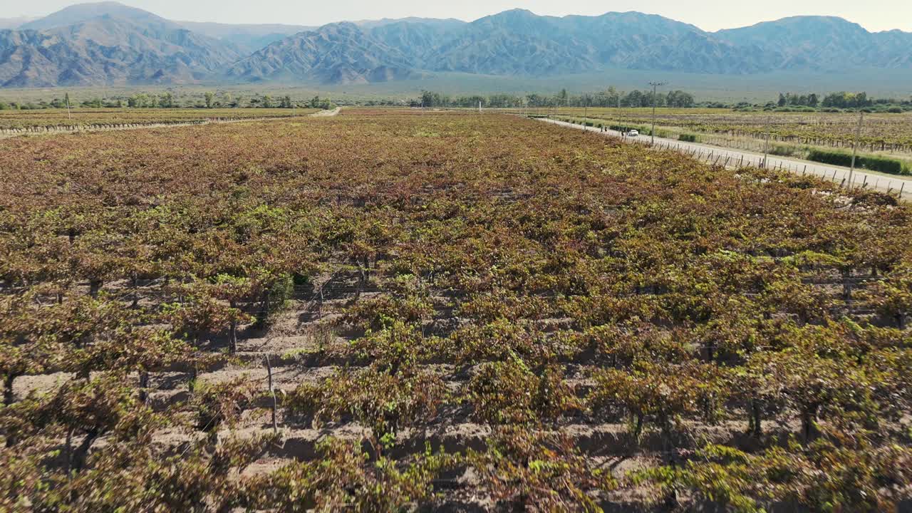 aérea sobre los viñedos de uva en cafayate, salta, argentina, elaboración de vino