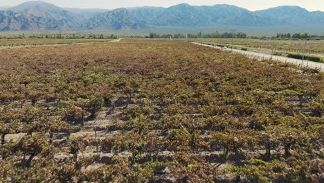 Aerial-over-Grape-Vineyards-In-Cafayate,-Salta,-Argentina,-wine-making