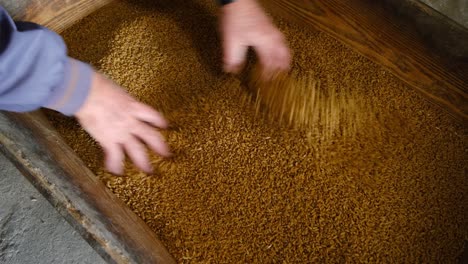 the old farmer checks the grains of wheat.