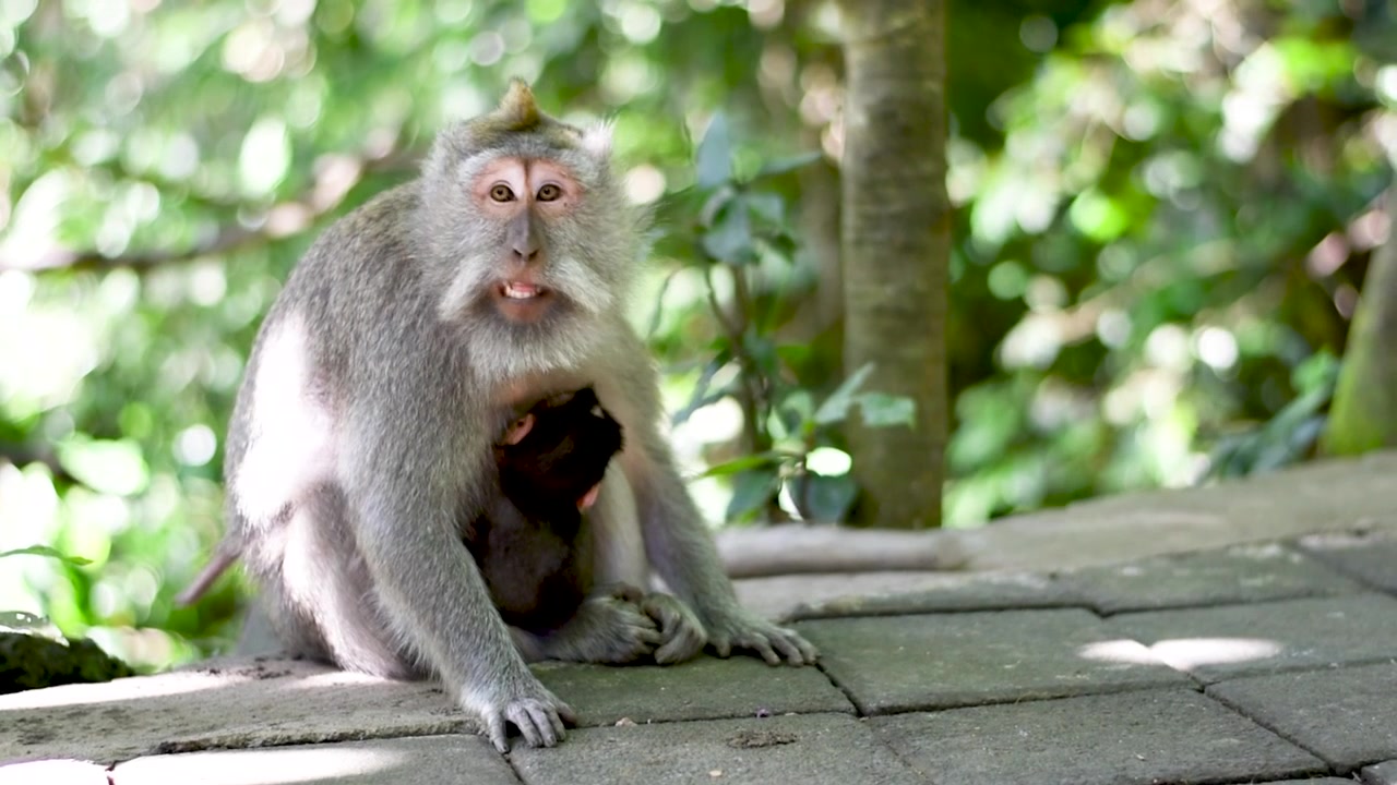 Close up of a Macaque Monkey Protecting it's Infant Baby, Bali Ubud Monkey Forest