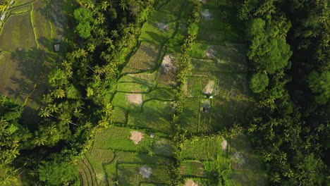 Campo-De-Arroz-Bali-Desde-Arriba-En-La-Hora-Dorada,-Vista-Aérea