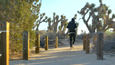 a young white man hiker with a backpack hiking along a roped dirt walking path through a desert nature preserve with joshua trees at sunrise in california