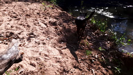 viejos perros negros se sacuden el agua después de nadar en el arroyo del bosque