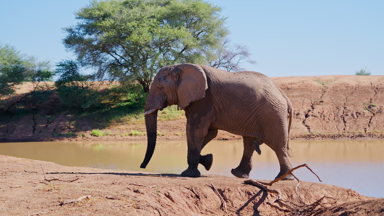 Elephant by Waterhole