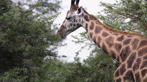 a giraffe eating acacia leaves in murchison falls national park in africa