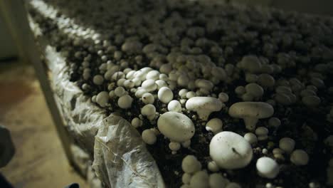 white champignon mushrooms harvest