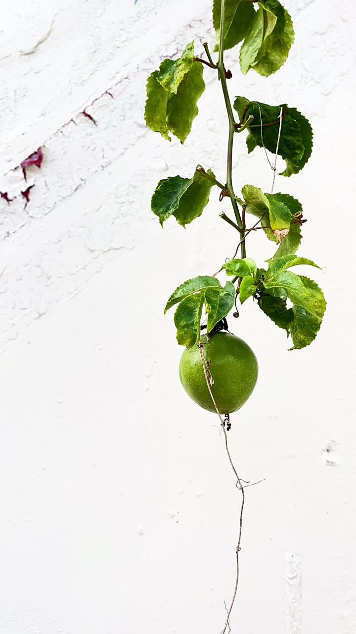 vid de fruta de la pasión verde en una pared blanca