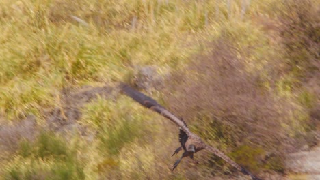 Banking-Andean-condor-,-young-bird-as-it-comes-down-the-canyon-to-land-on-the-rocks