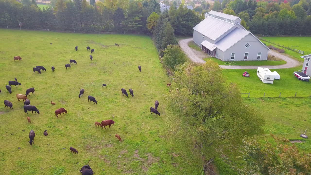 vista aérea panorámica sobre un campo agrícola verde lleno de vacas pastando