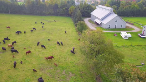 scenic aerial view over a green farm field full of grazing cows