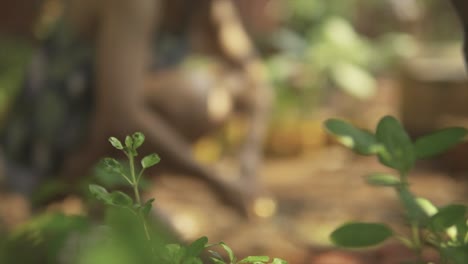 blurred view of a woman taking care of the land in a garden, with the focus on a tree branch as she plants a tree