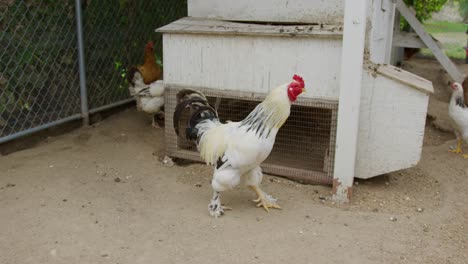 Leghorn,-chickens-in-a-chicken-coup-walking-around-looking-for-seeds-to-snack-on