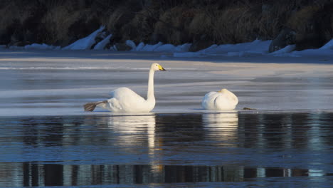 cisne cantor o cygnus cygnus, estirándose sobre un hielo delgado en el lago por la fría y soleada mañana de invierno