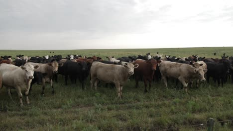 Toma-En-Cámara-Lenta-De-Una-Manada-De-Vacas-Mirando-Y-Observando-Mientras-Se-Paran-En-Un-Campo-De-Pradera-De-Kansas