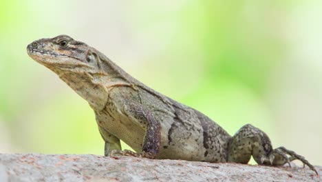 iguana reptile close up on tree with green foliage in background