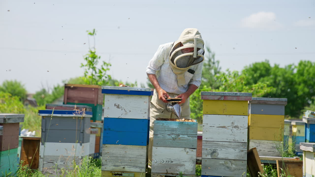 Apiculturist in protective hat smokes the bees from a device. Man uses smoker to calm down the insects.