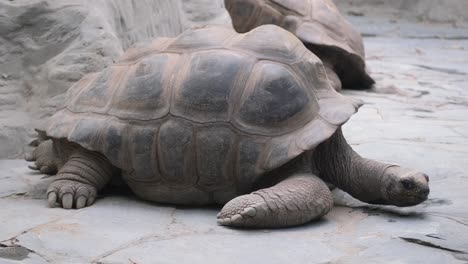 a big turtle walks on the ground in the zoo