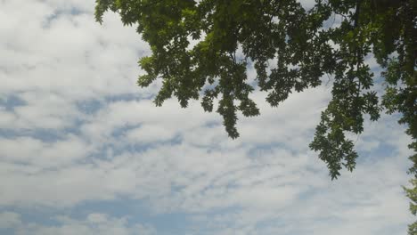 Low-angle-of-cloudy-stratocumulus-skies-from-under-a-green-leafed-tree