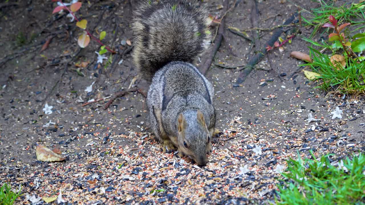 Un scoiattolo volpe mangia semi per uccelli nella California meridionale
