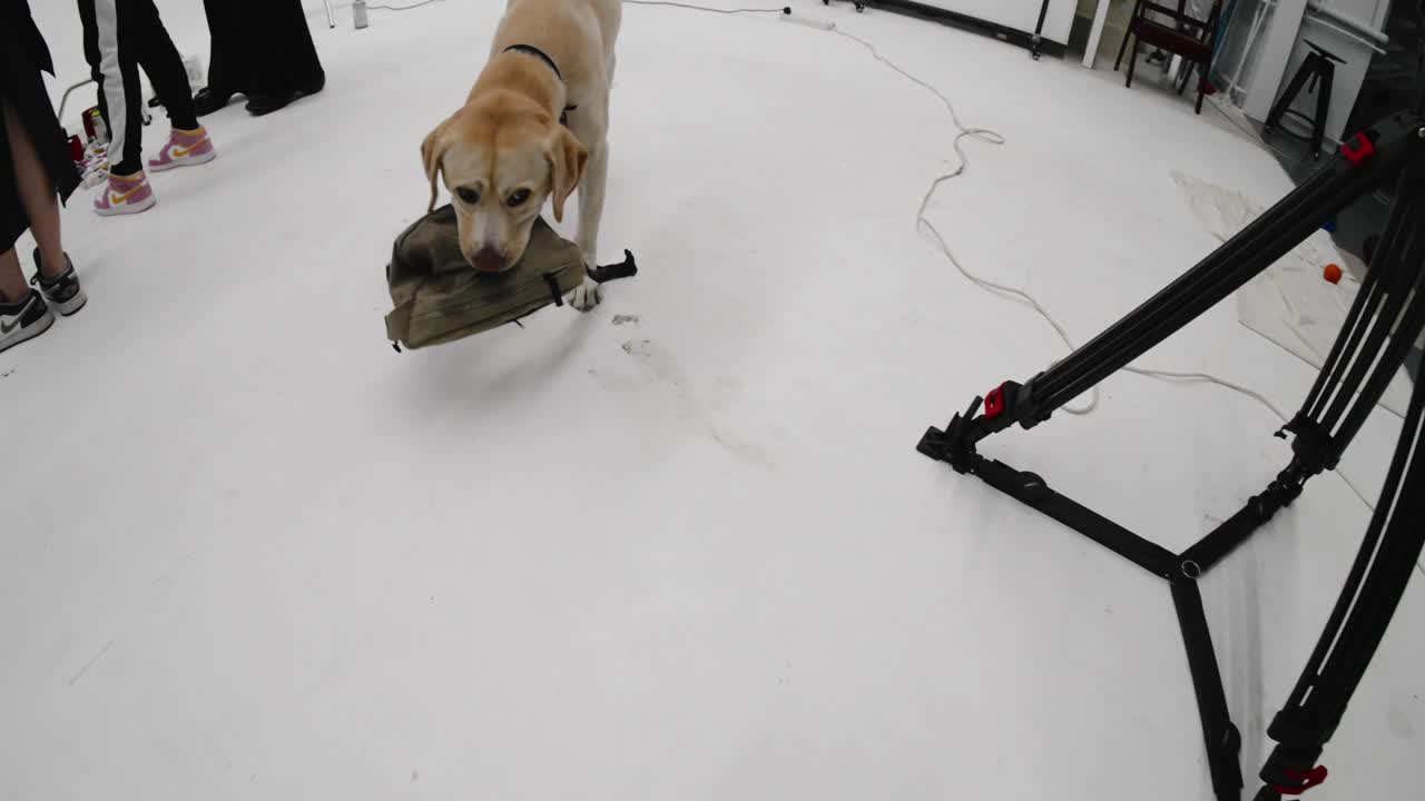 Slow-motion video of a smart Labrador puppy picking up a bag from the floor and bringing it to the camera. Well-trained, playful working dog. Obedient pet showing intelligence and training.