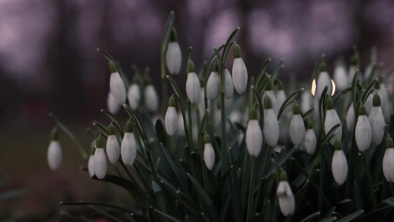 Galanthus, fiori di bucaneve in primo piano in un parco nella Svezia meridionale-5