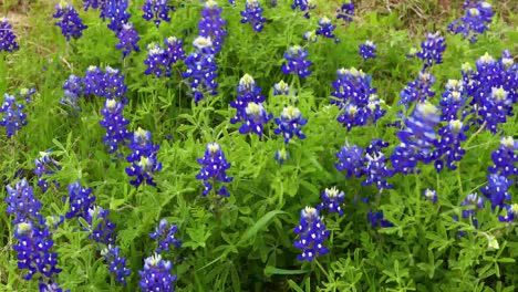 Bluebonnet-Blumen,-Die-Im-Wind-Wehen