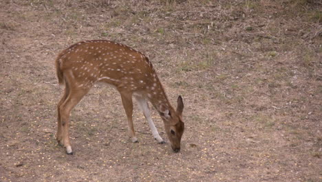 tight-shot-of-Axis-deer-feeding-on-a-road