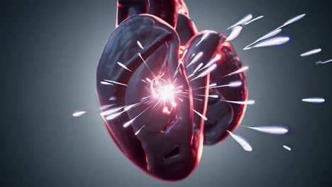 3d model of a human heart with its blood vessels