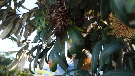 close-up of banksia cone and foliage